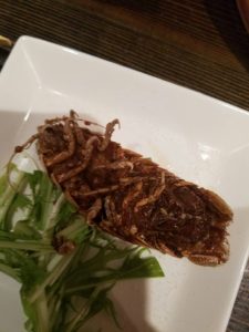 珍獣屋 オオグソクムシ